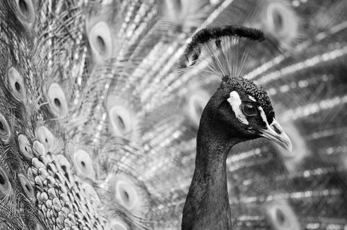 Peacock, Study V [Framed; also available unframed] by Charles Brabin
