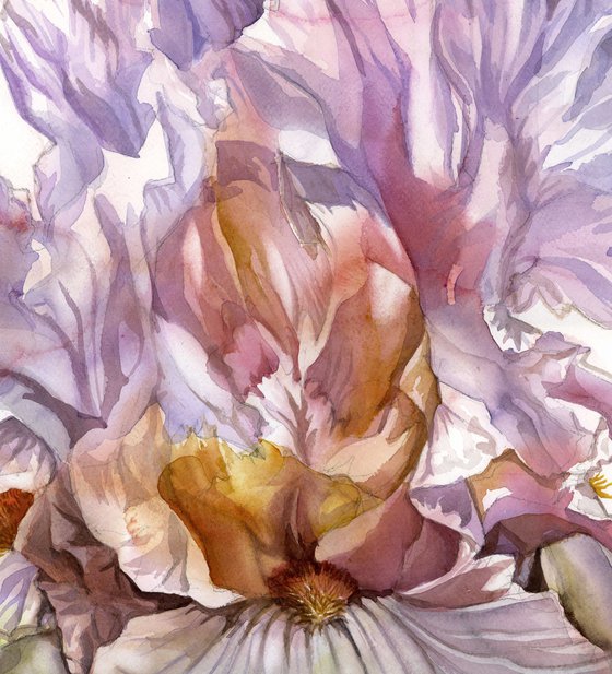 the scent of spring iris