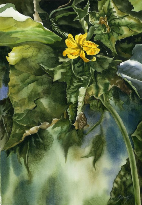 squash blossom in spring by Alfred  Ng