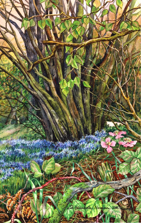 Tawny Owl and Bluebell Wood