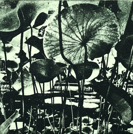 Lotus