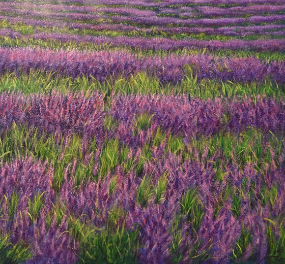 Sunrise on the lavender field