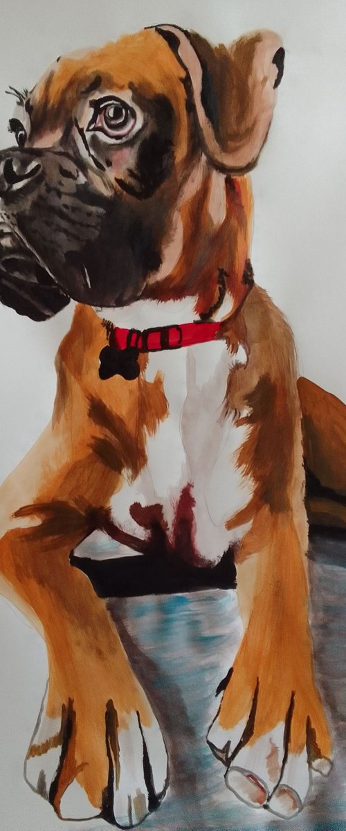 Boxer dog by Soso Kumsiashvili