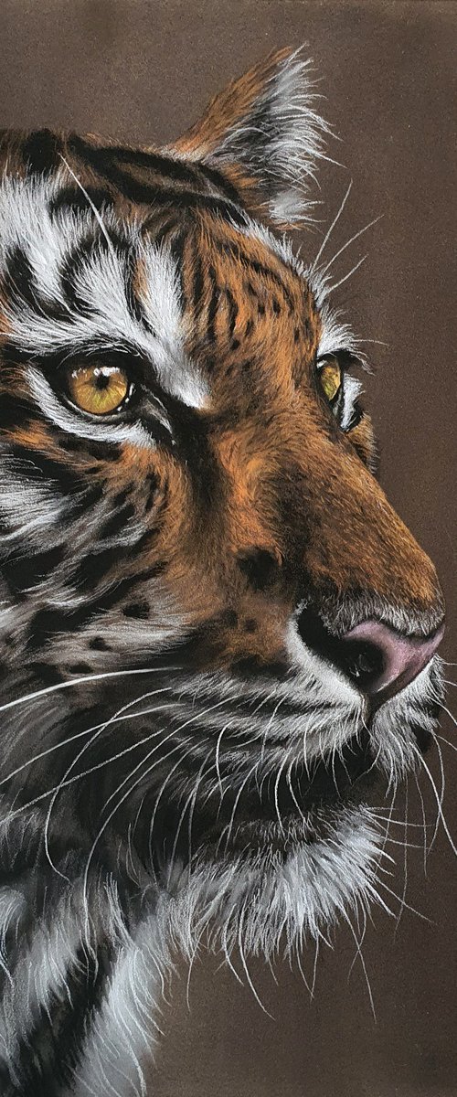 Tiger's Gaze V by Sean Afford