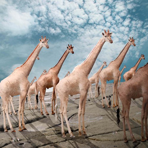 Giraffes Channelling Spencer by Vanessa Stefanova