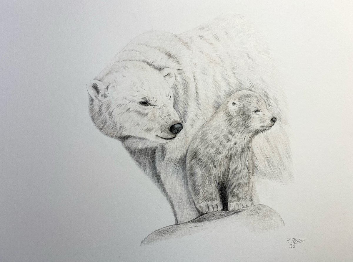 Polar bears by Bethany Taylor