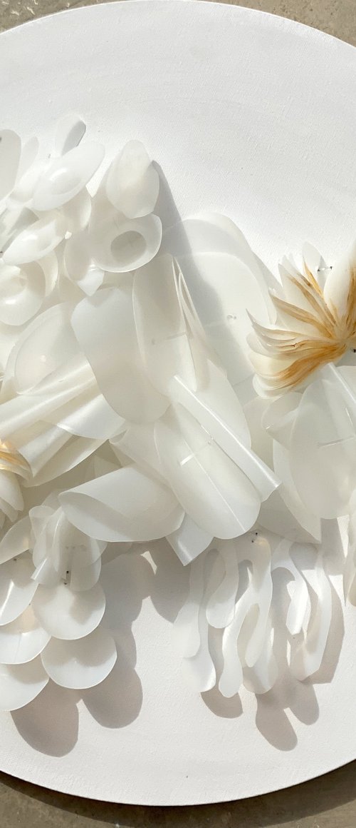 Delicate Sea Species-4 by Swapna Namboodiri