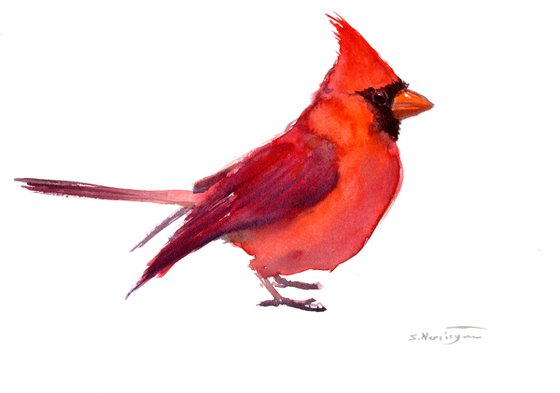 Cardinal Bird