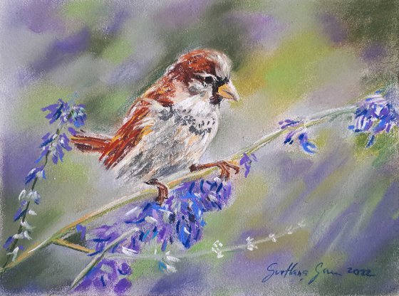 Sparrow - Animal portrait /  ORIGINAL SOFT PASTEL DRAWING