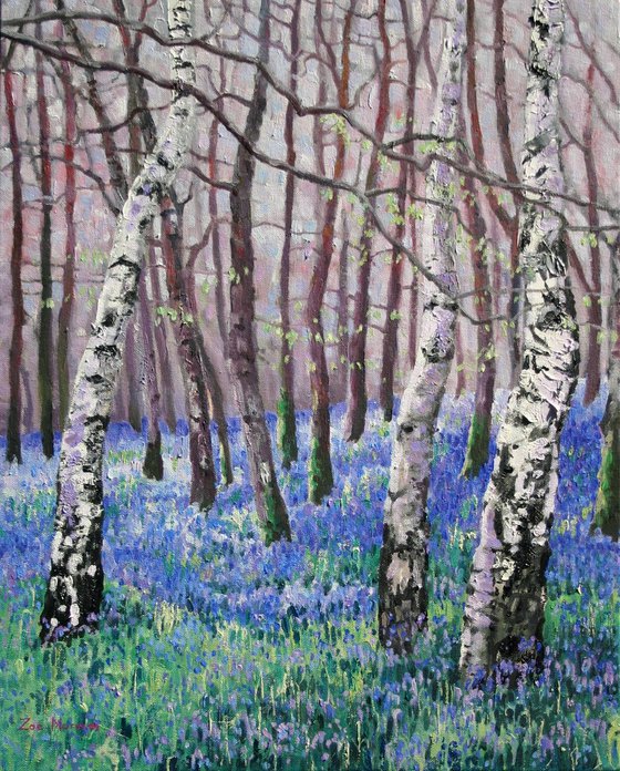 Bluebells and Birch Trees
