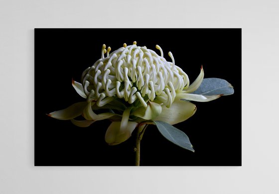 White Waratah Flower
