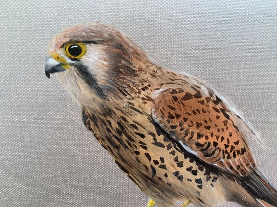 Female Kestrel