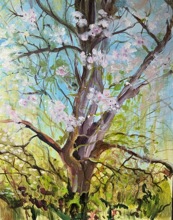 Apple orchard 5