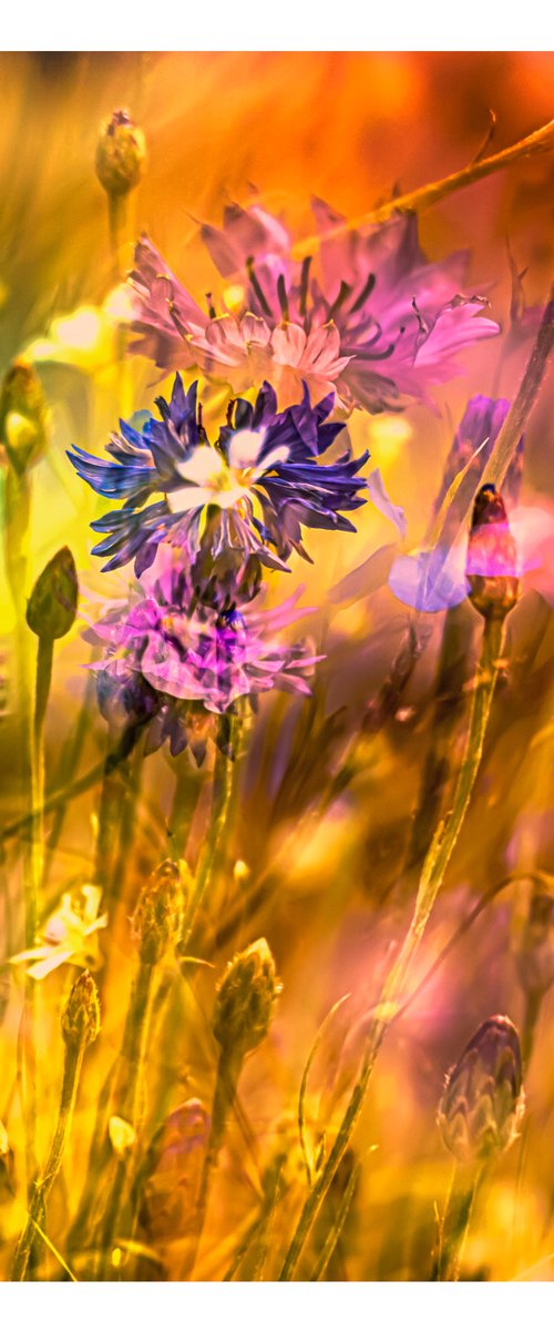 Summer Meadows #6. Limited Edition 1/25 12x12 inch Abstract Photographic Print. by Graham Briggs