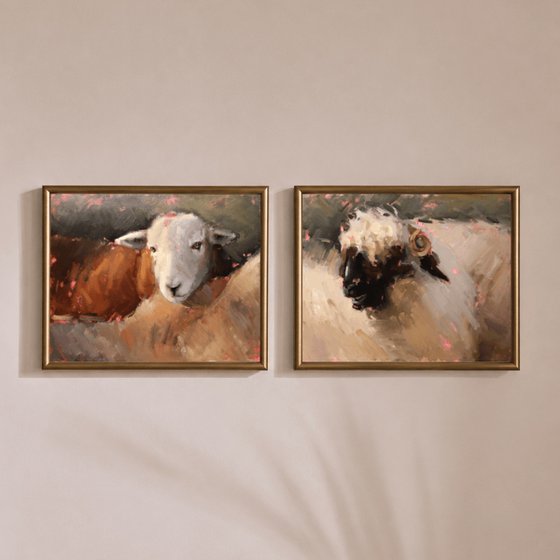 Herdwick Sheep Study