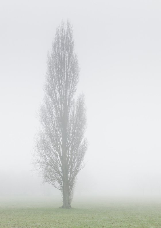 London Fog VI