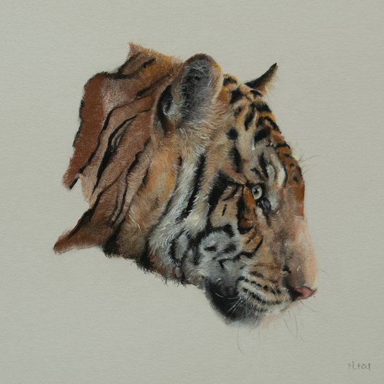 Tiger Portrait