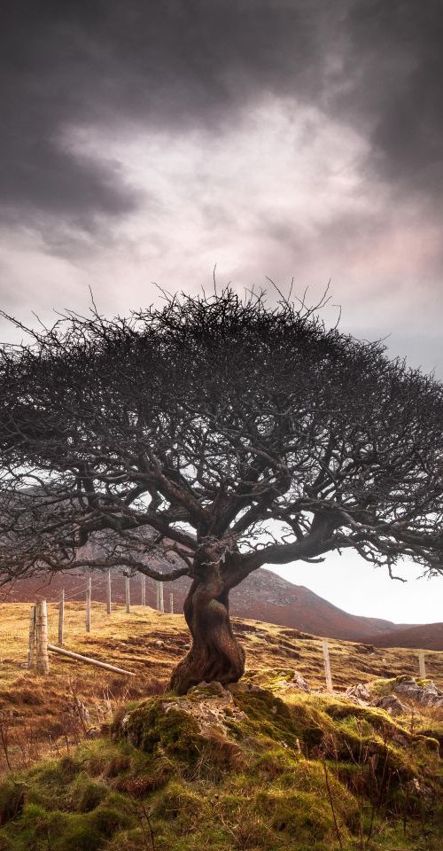 The One Tree, Isle of Skye by Lynne Douglas