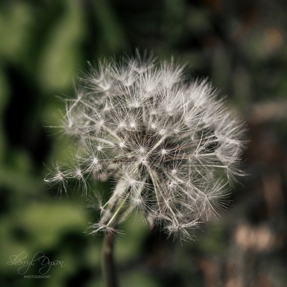 Whispers on the wind