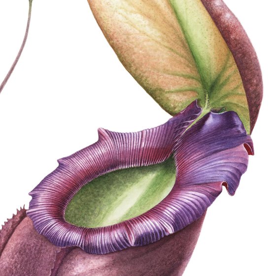 Nepenthes Swan