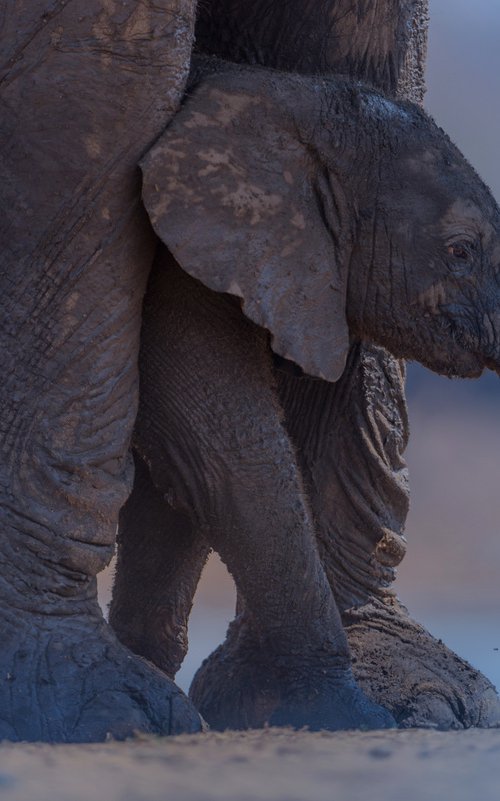 Elephant calf and Mom by Ozkan Ozmen