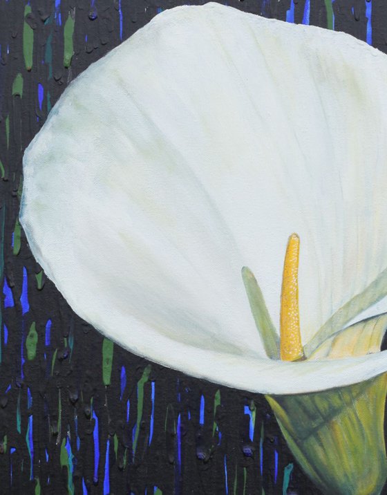 Calla lily