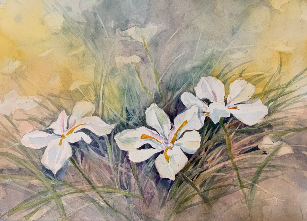 African Iris by Yoshiko Murdick