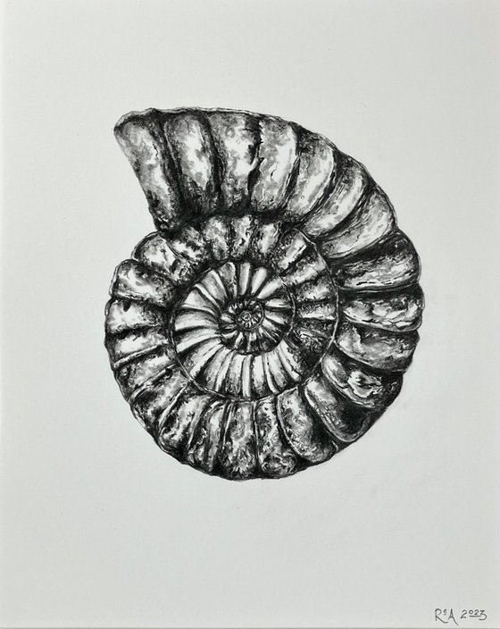 Ammonite I