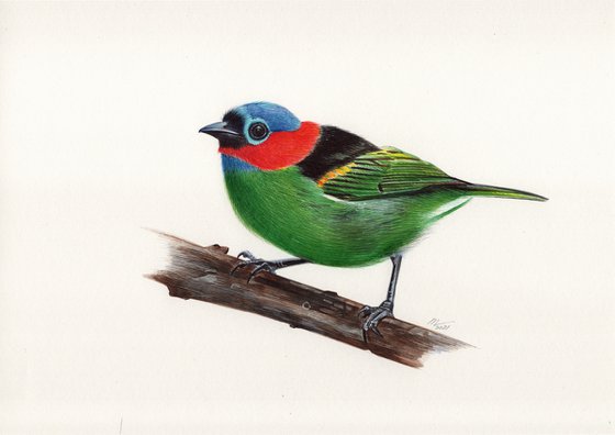 Red-necked Tanager