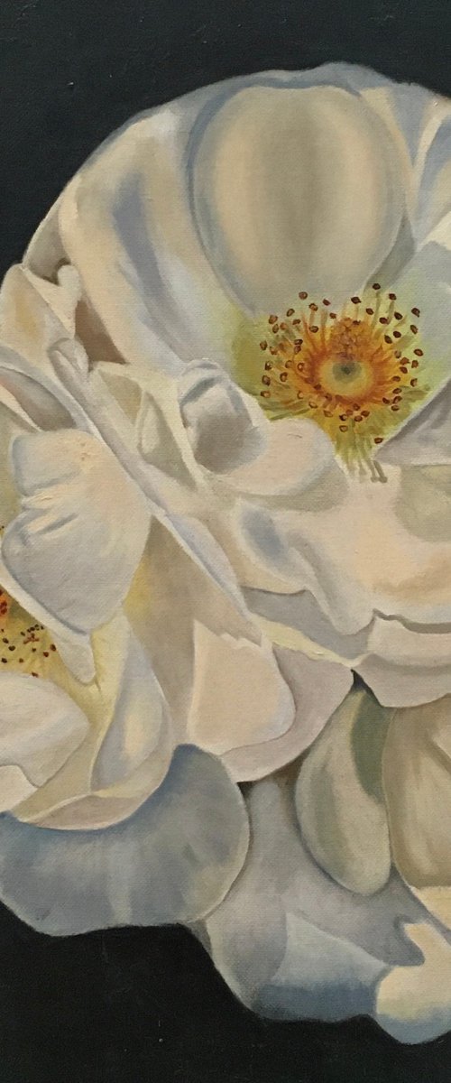Beautiful Roses by Priyanka Singh