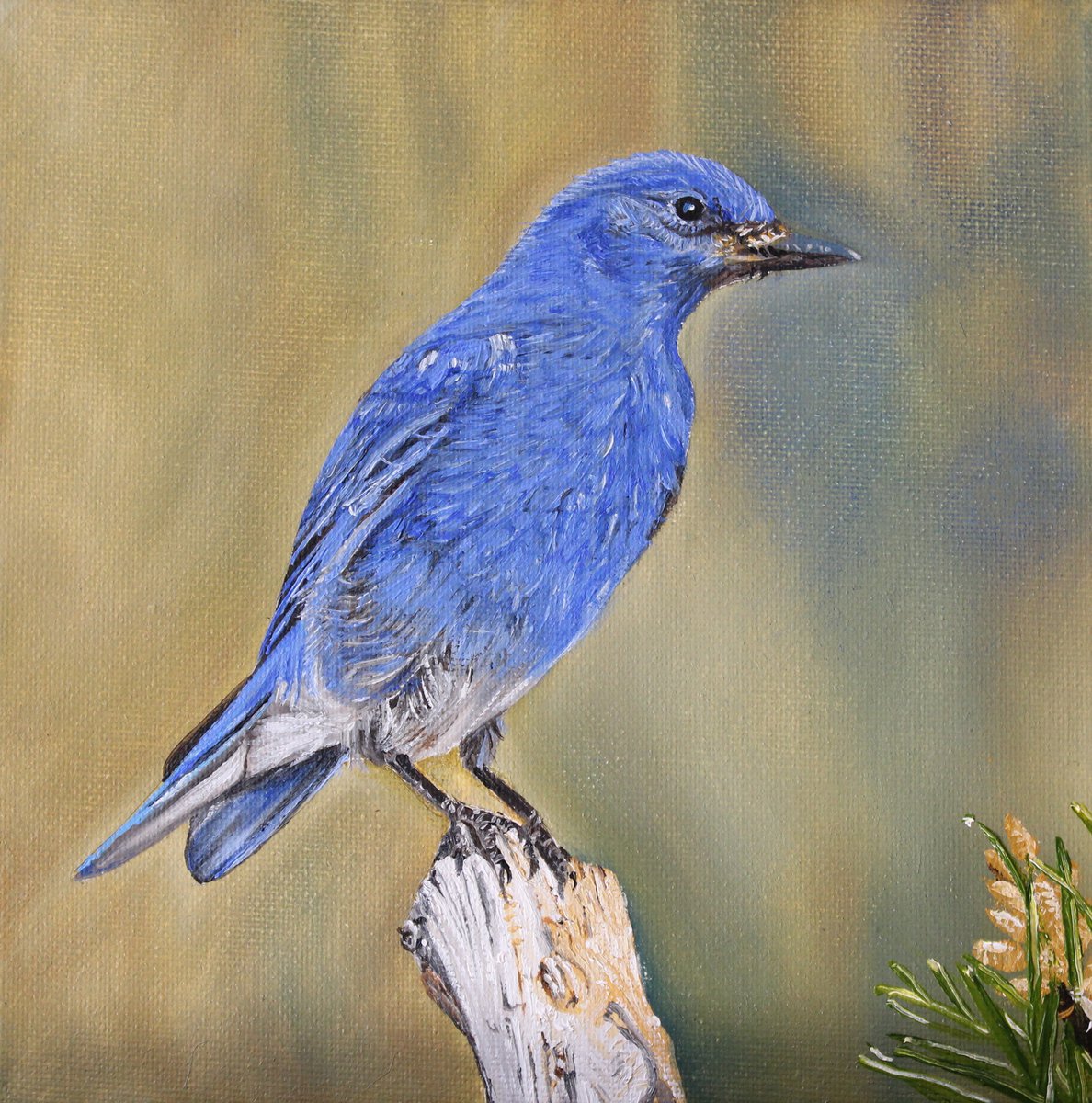 Mountain Bluebird by Adrian Dumont-Namin