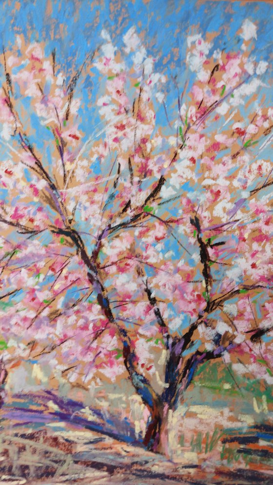 Almond blossom