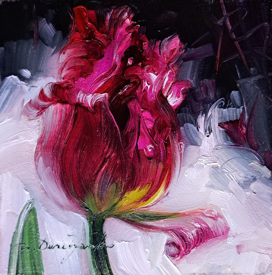 Peony Tulip