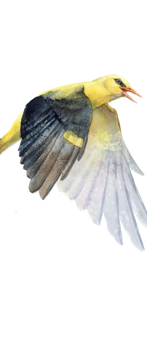 Flying Golden Oriole by Karolina Kijak