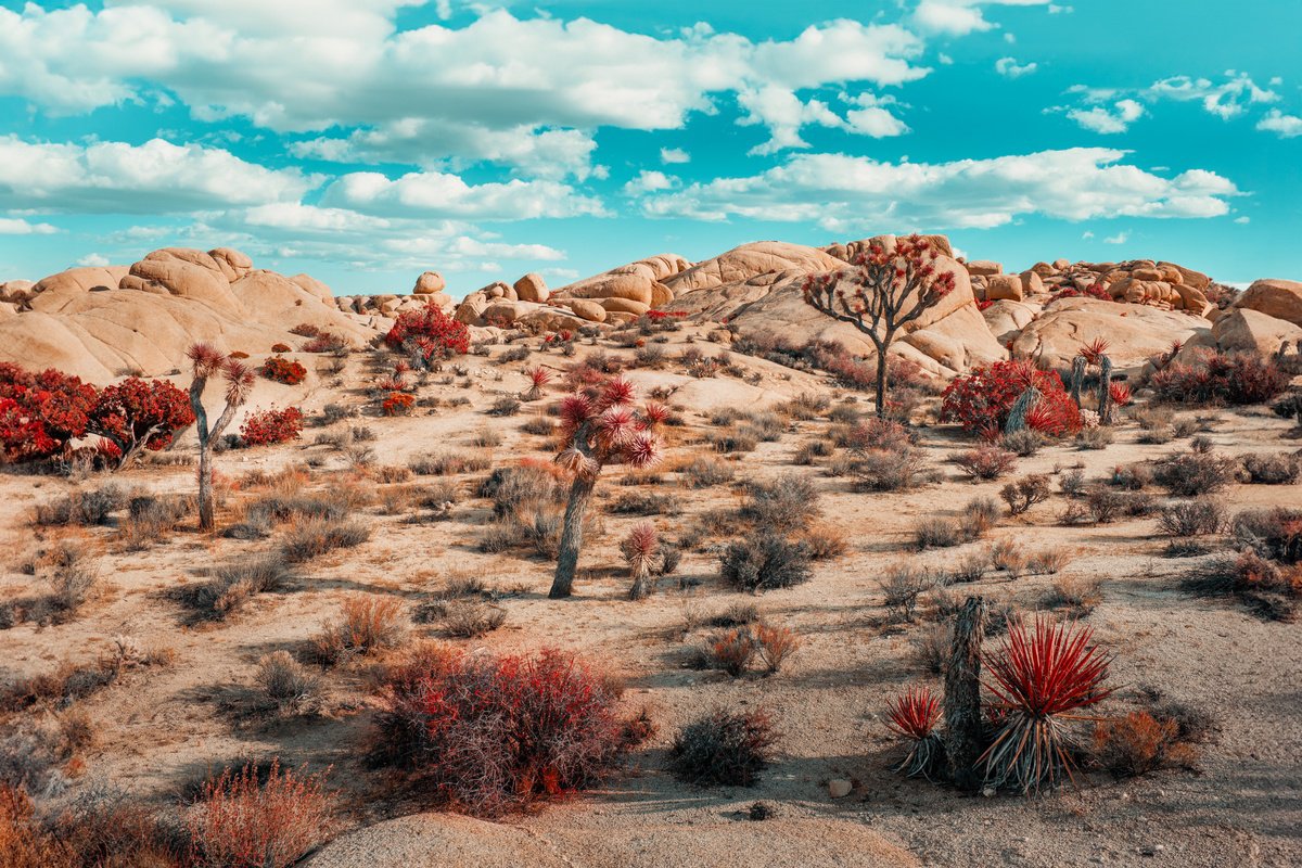 Joshua Tree I by Harv Greenberg