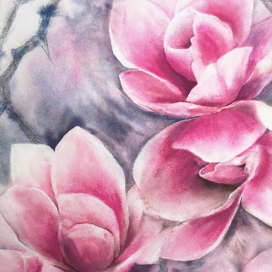 Magnolia blooming, pink flowers watercolor painting