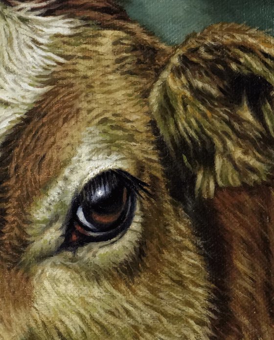 Portrait of a Calf