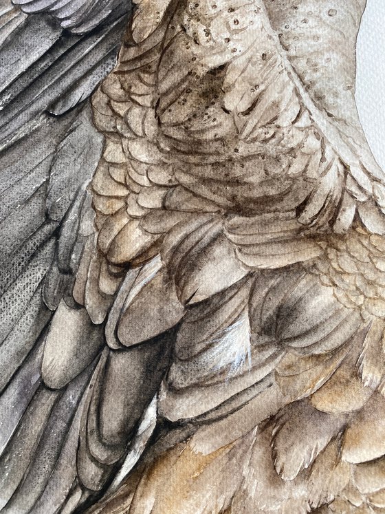 Wings of Majesty, white-tailed eagle with outstretched wings, feathers of brown shades shine in the sun