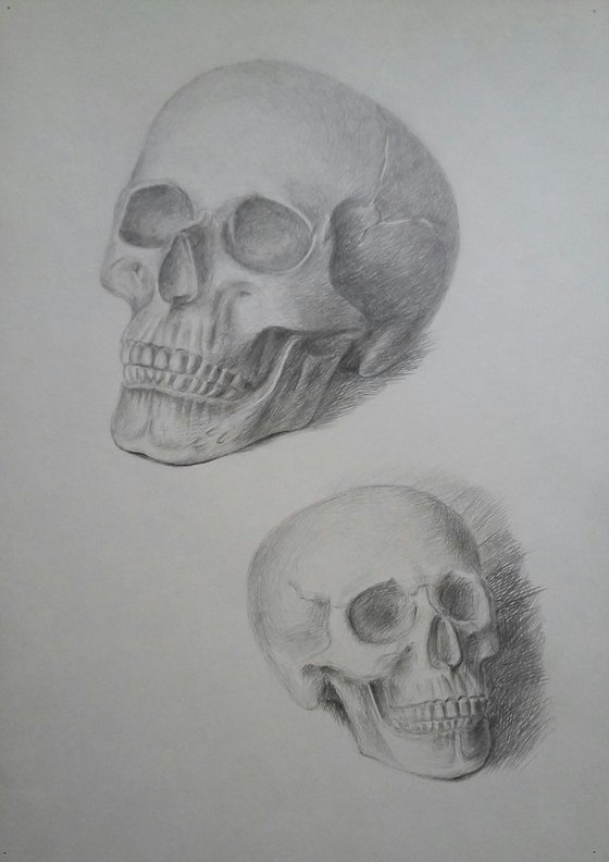 Skull. Portrait "On the left and right"