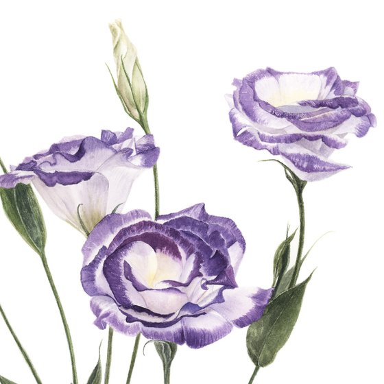 Blue Eustoma