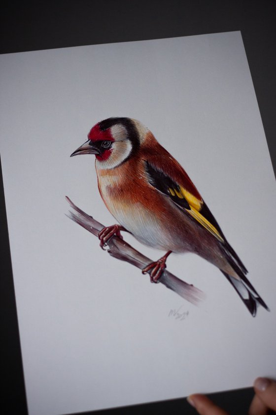 European Goldfinch