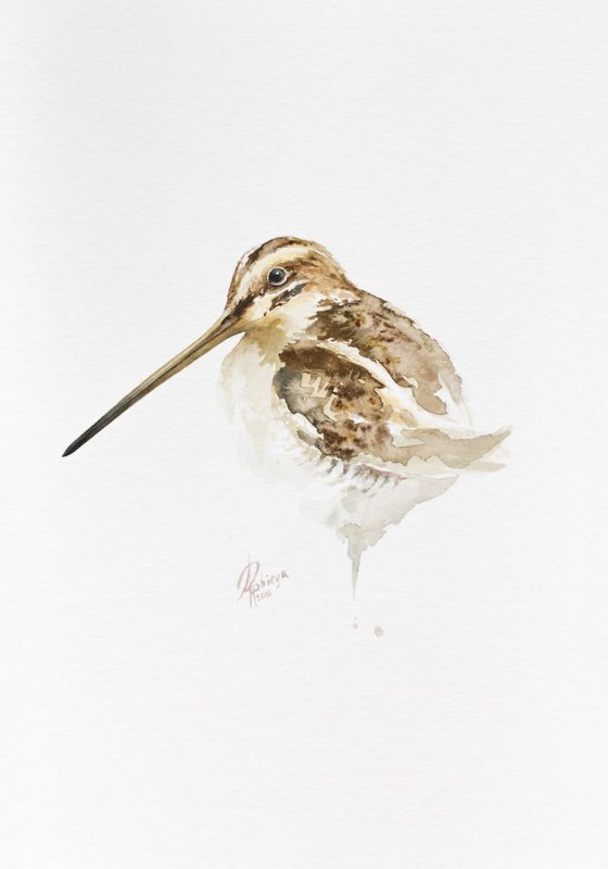 Common Snipe (Gallinago gallinago)