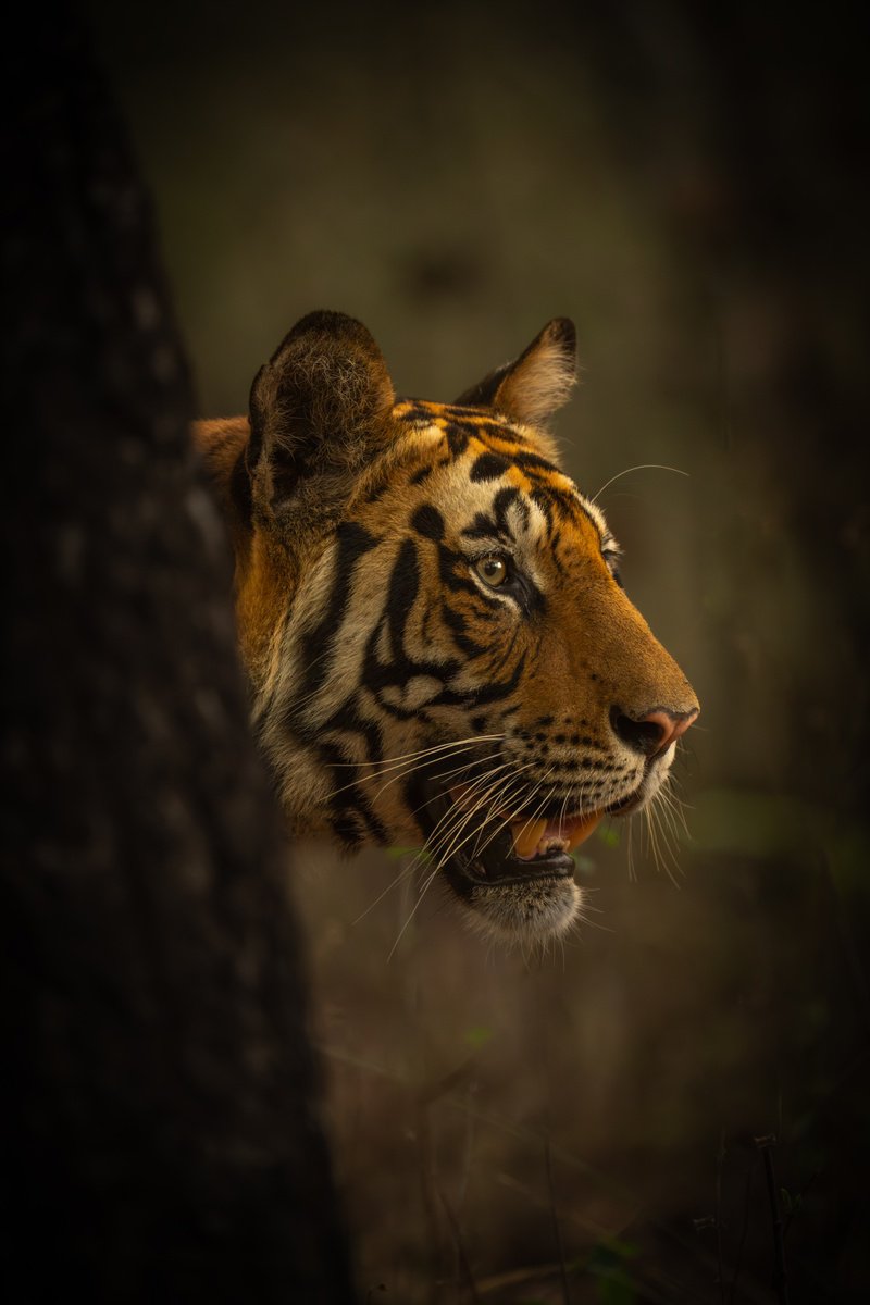 The Eye of the Tiger by Nick Dale