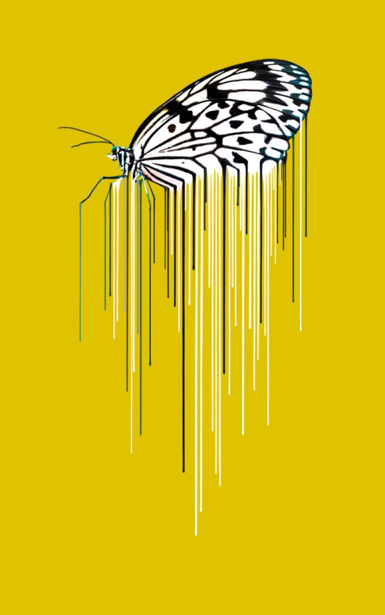 Butterfly - Ochre by Carl Moore