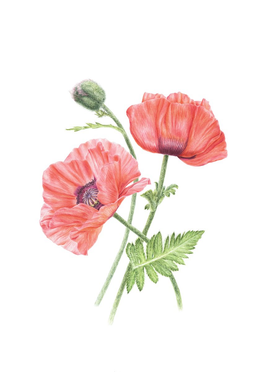 Peach poppies by Alona Hrinchuk