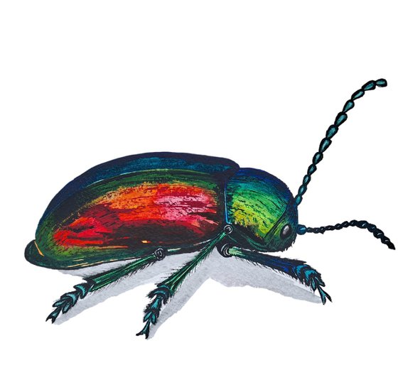Chrysochus auratus  Chrysolina fastuosa dogbane beetle