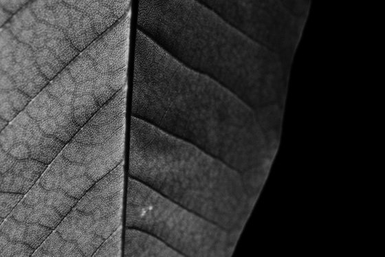Leaf Veins IV [Framed; also available unframed]