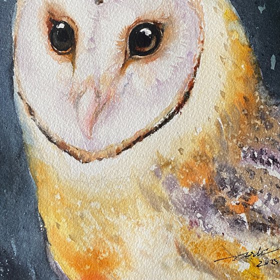 Oda_ Barn Owl