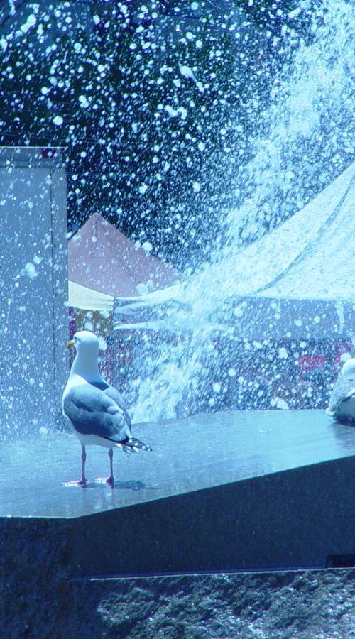 Birds Visit Farmer’s Market, San Francisco by Leon Sarantos