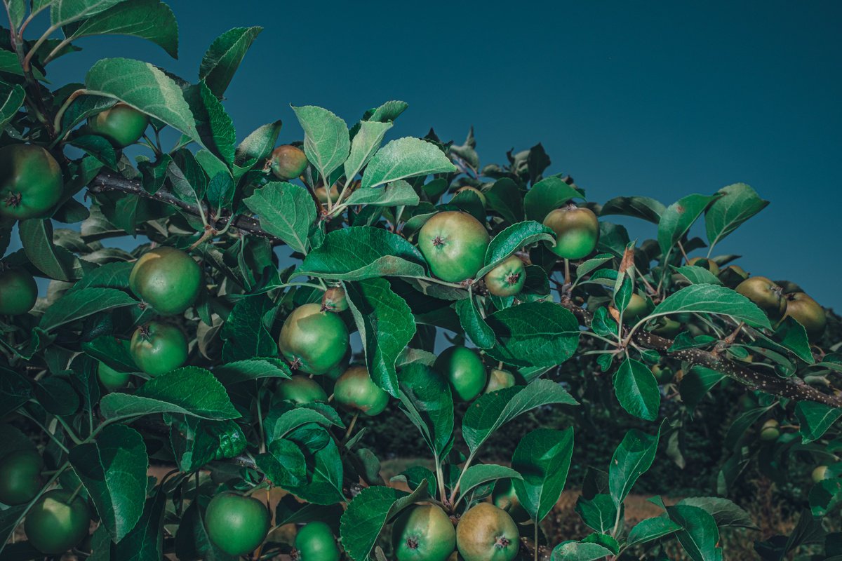 Paradise Apples by Oana M. Bakovic